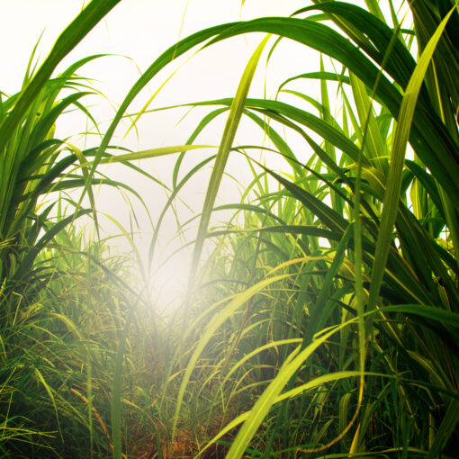 Sonne scheint durch ein hohes grünes Feld