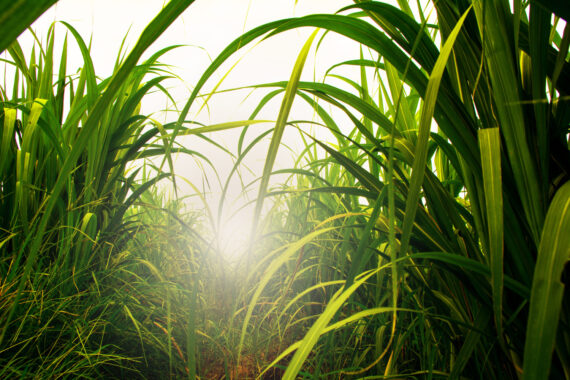 Sonne scheint durch ein hohes grünes Feld